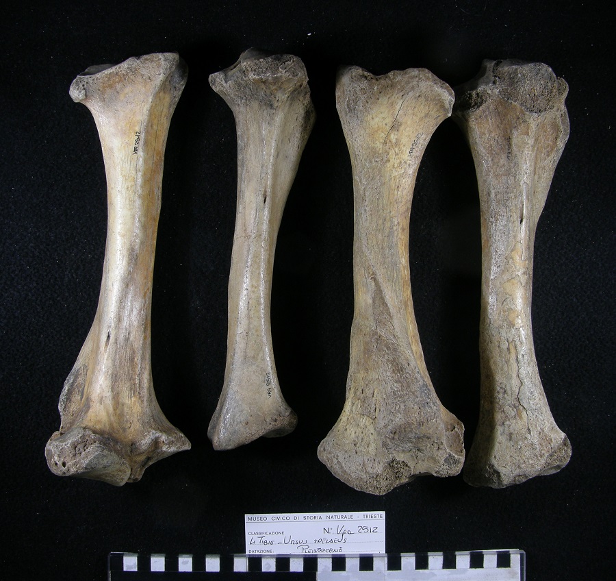 Orso delle caverne