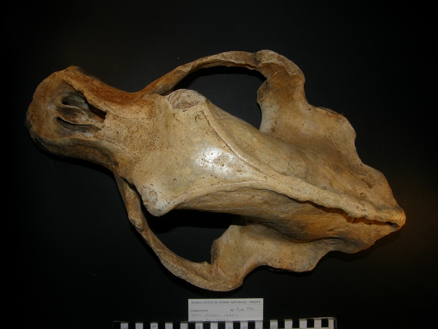 Orso delle caverne