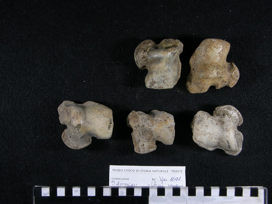 Orso delle caverne