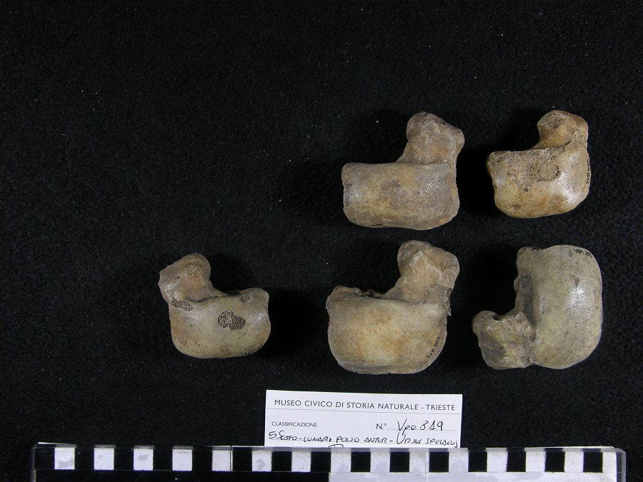 Orso delle caverne