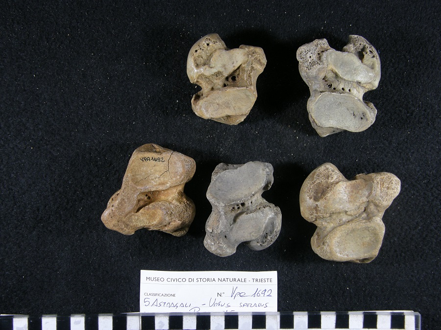 Orso delle caverne