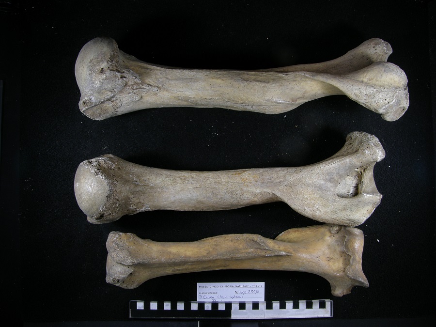 Orso delle caverne