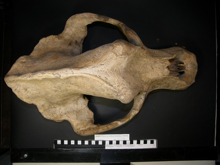 Orso delle caverne