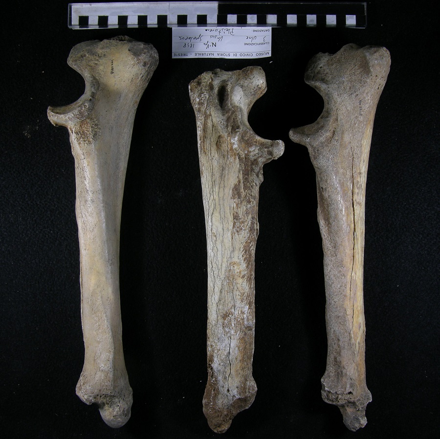 Orso delle caverne