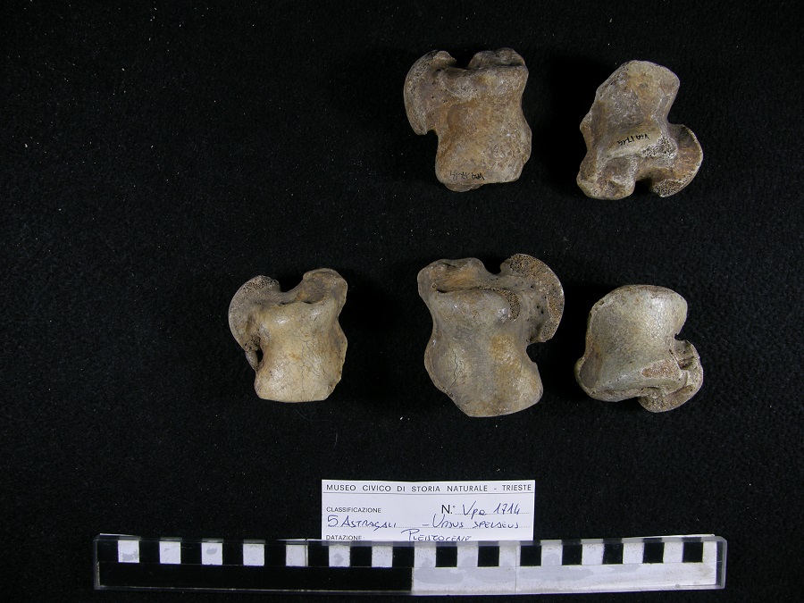 Orso delle caverne