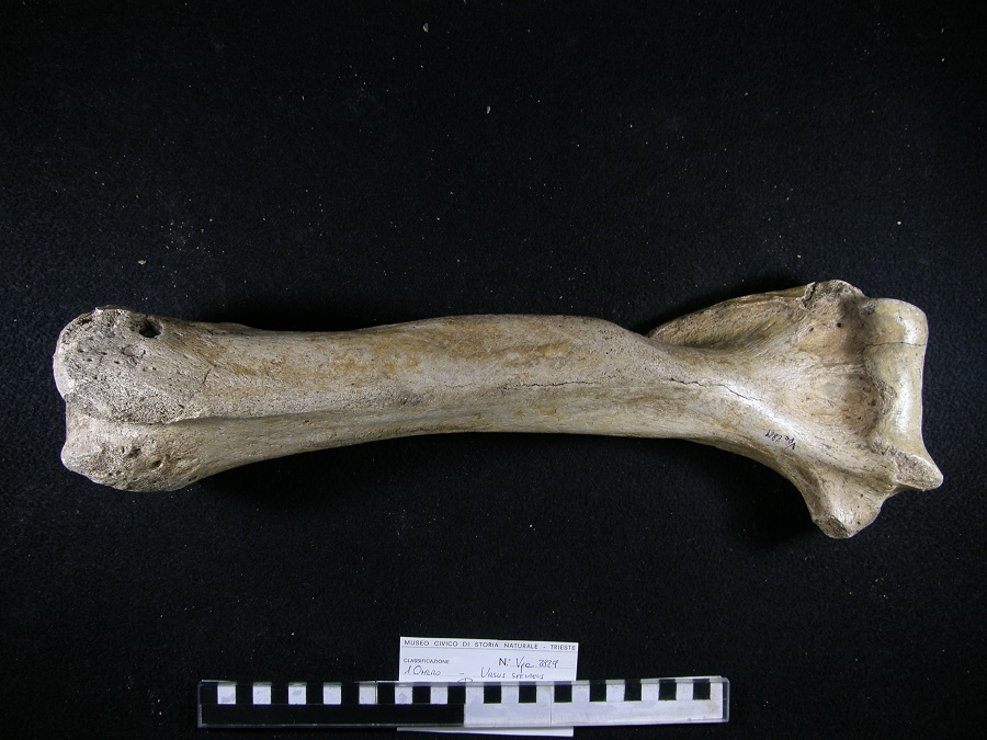 Orso delle caverne