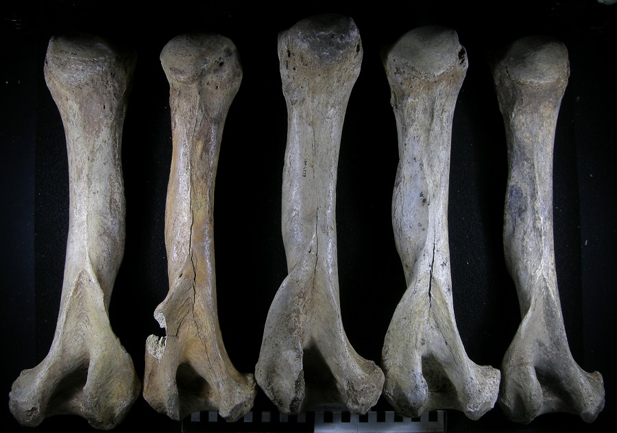 Orso delle caverne