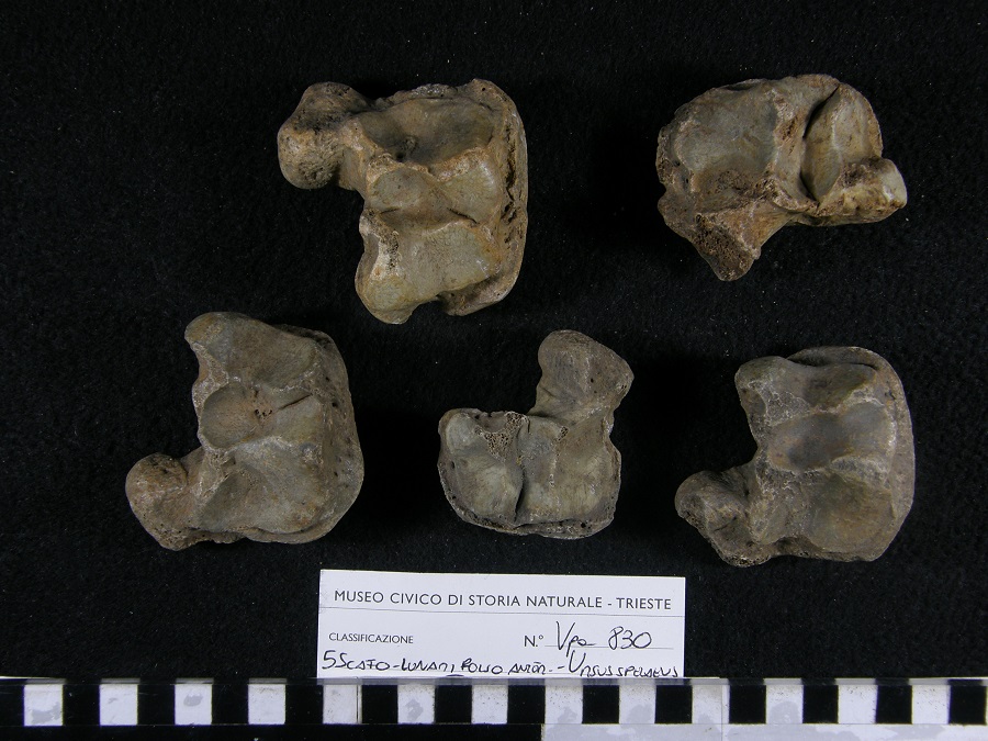 Orso delle caverne