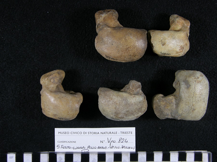 Orso delle caverne