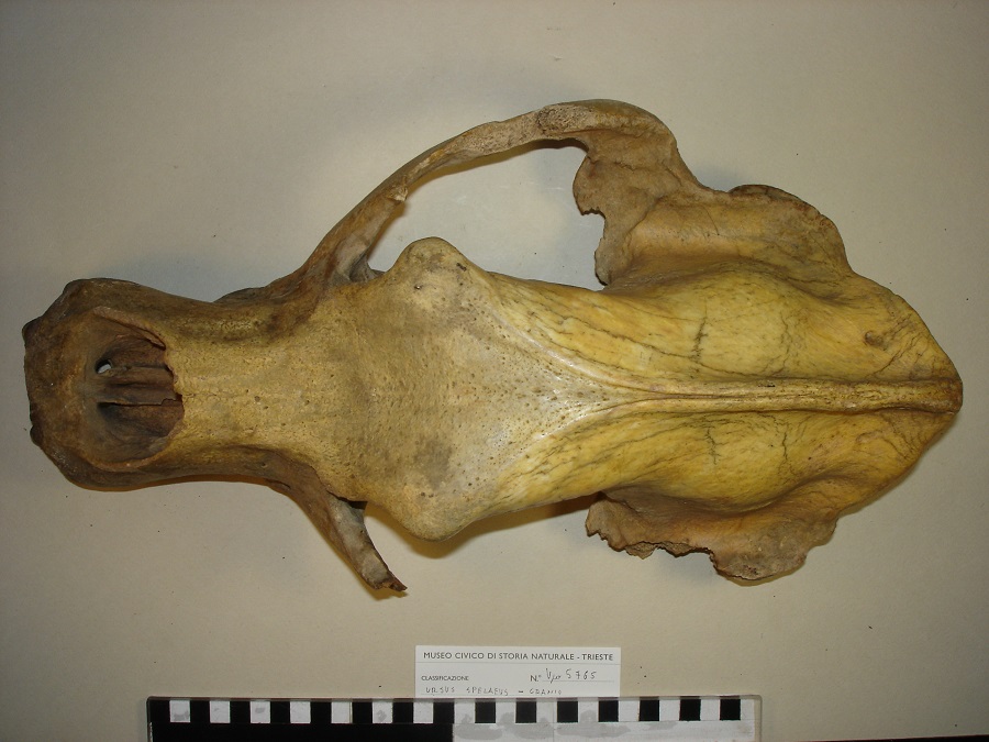 Orso delle caverne