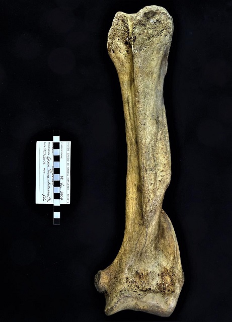 fossile