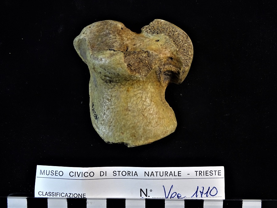 Orso delle caverne