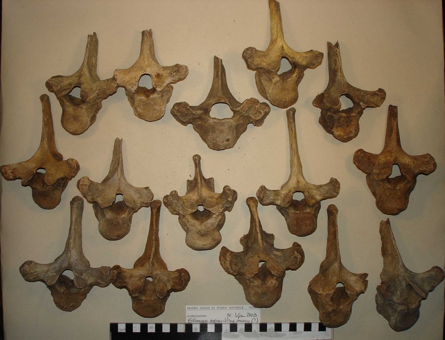 Orso delle caverne