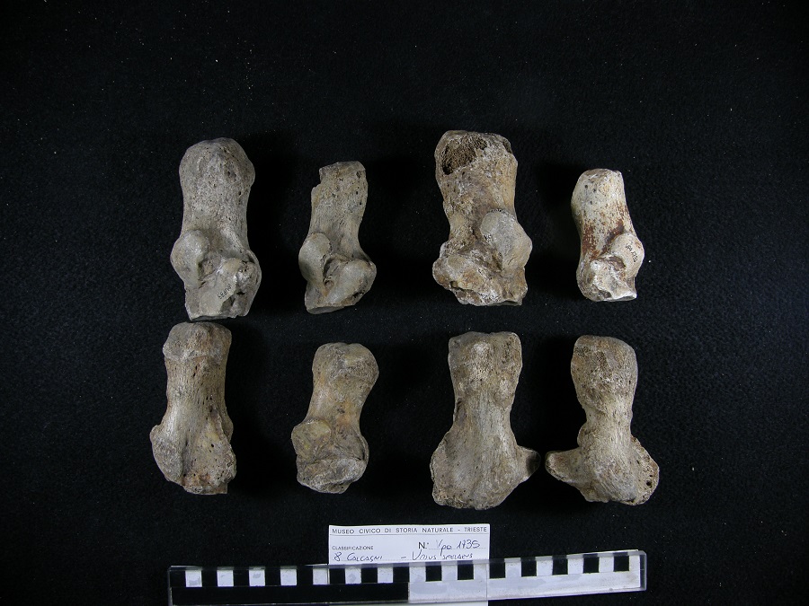 Orso delle caverne