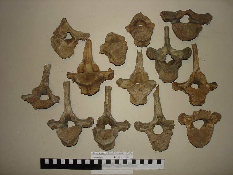 Orso delle caverne