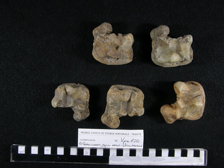 Orso delle caverne