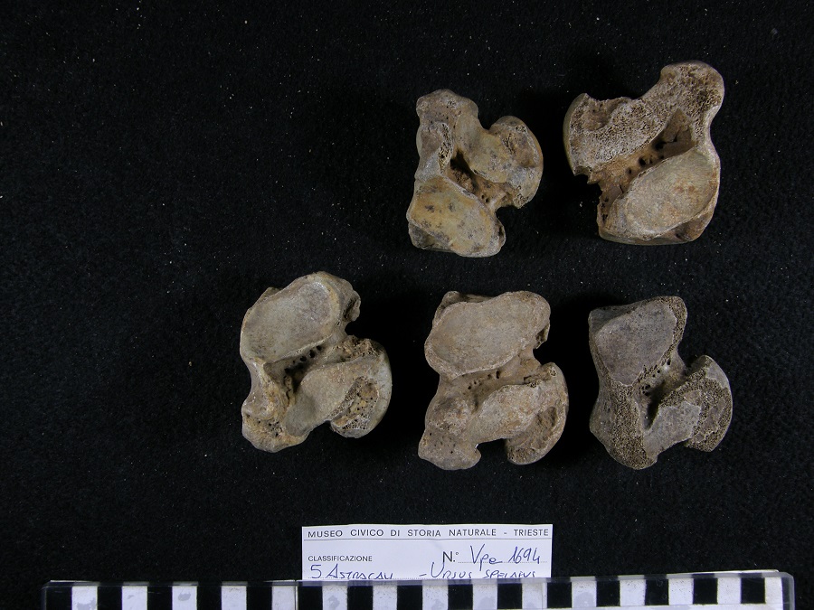Orso delle caverne