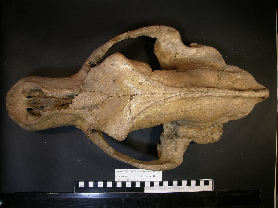 Orso delle caverne