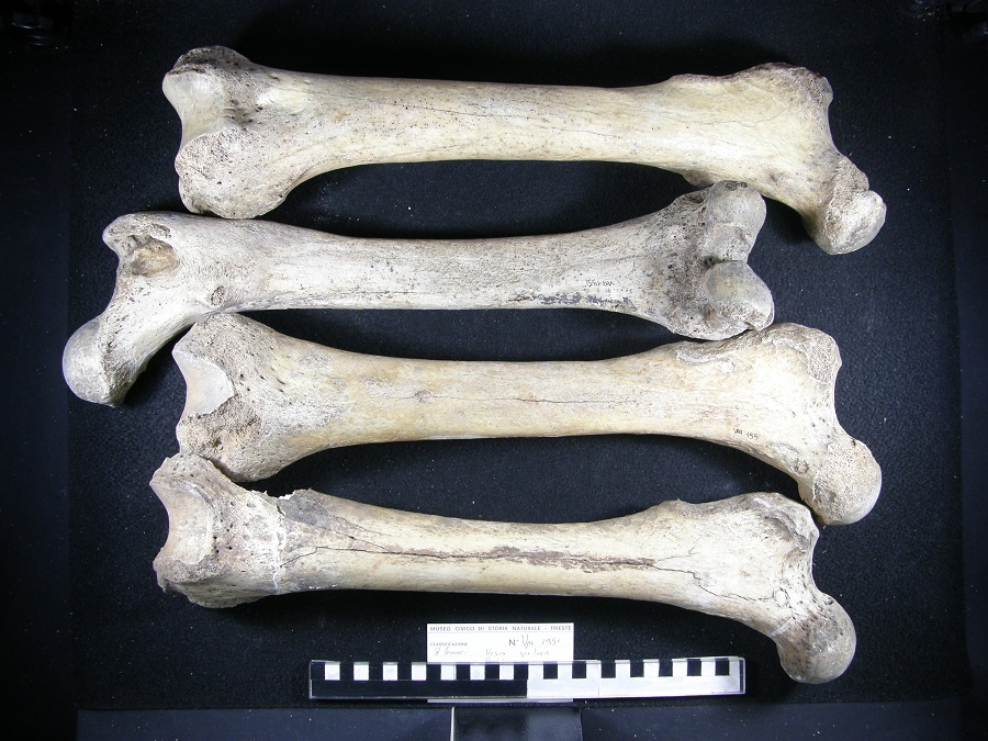 Orso delle caverne
