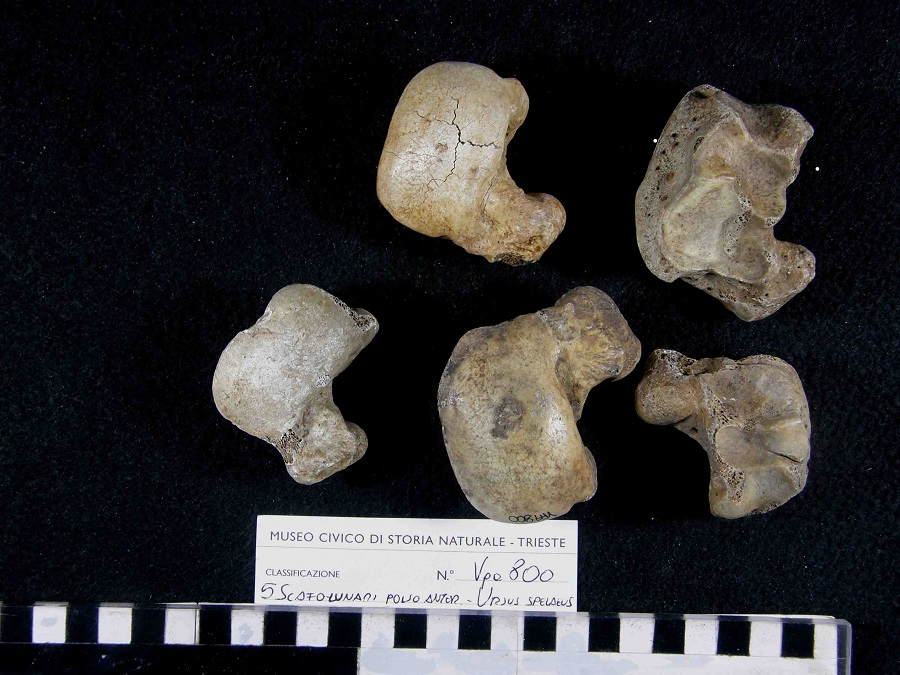 Orso delle caverne