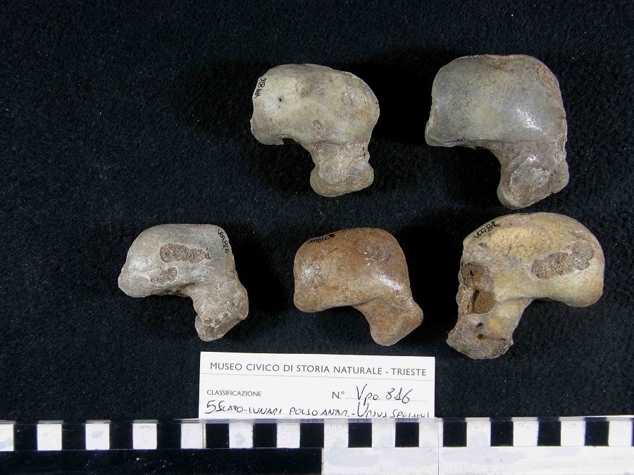 Orso delle caverne