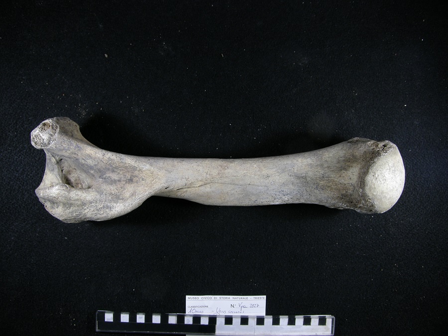 Orso delle caverne