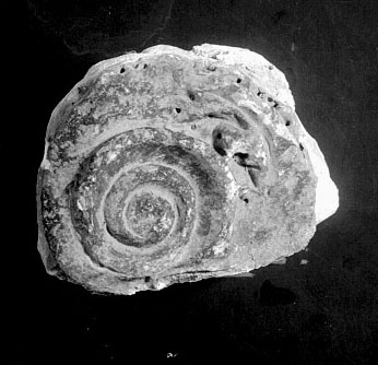 rilievo/ con decorazione vegetale, frammento