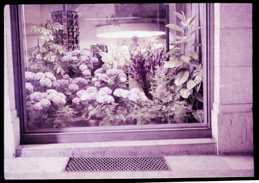 Vetrina di una fioreria a Udine