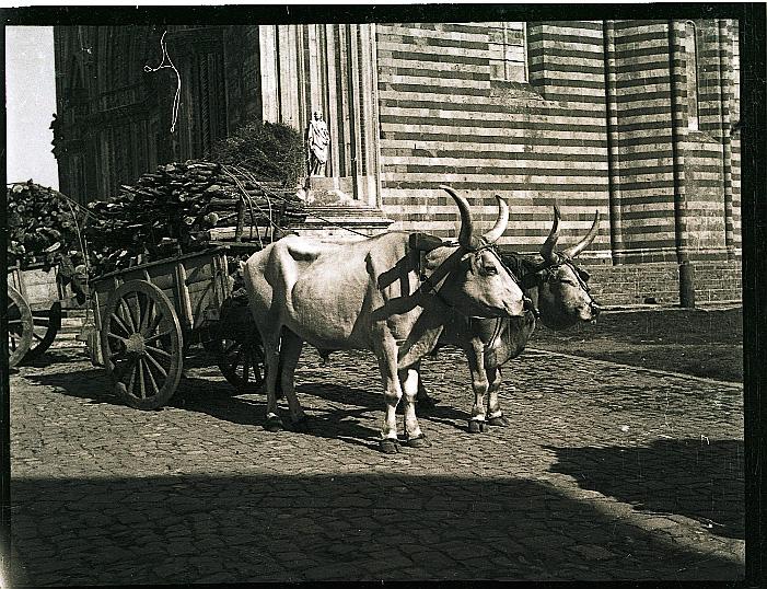Fotografie dello studio Bront