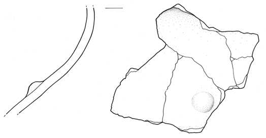 olla/ biconica