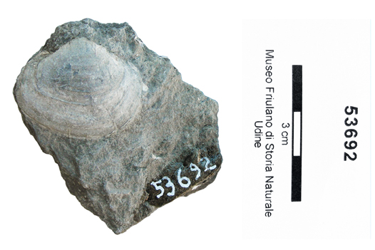 Collezione Rosenfeld