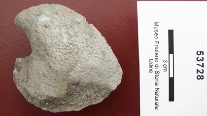 Collezione Rosenfeld