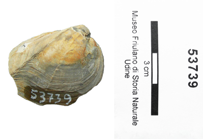 Collezione Rosenfeld