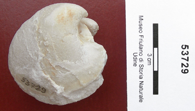 Collezione Rosenfeld