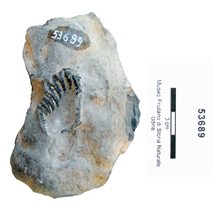 Collezione Rosenfeld