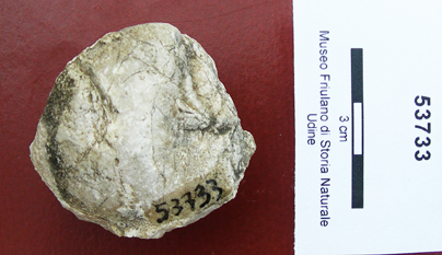 Collezione Rosenfeld