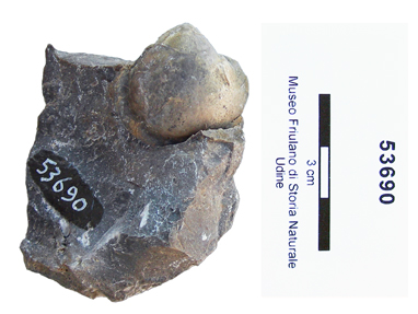 Collezione Rosenfeld