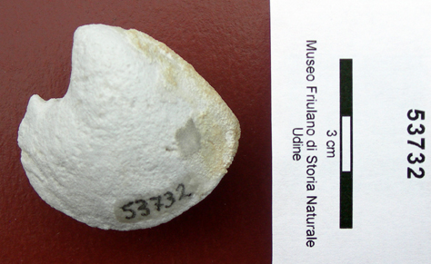 Collezione Rosenfeld