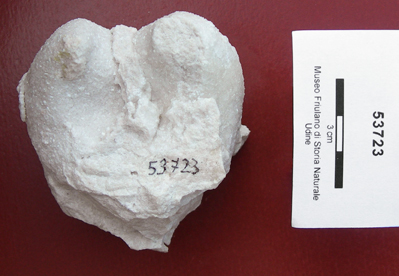 Collezione Rosenfeld