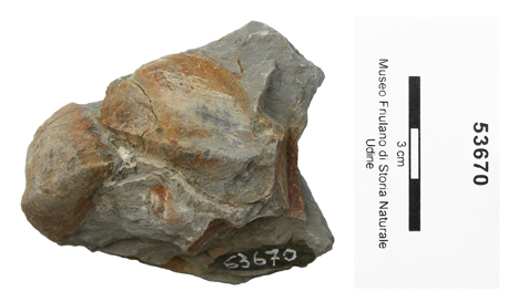 Collezione Rosenfeld