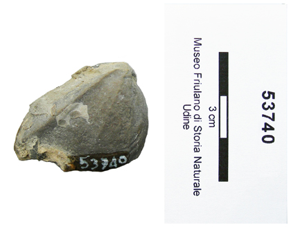 Collezione Rosenfeld