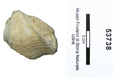 Collezione Rosenfeld