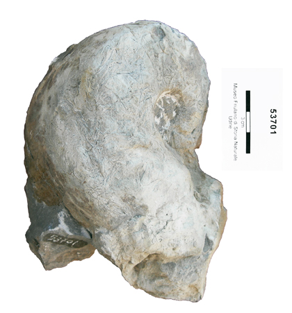 Collezione Rosenfeld