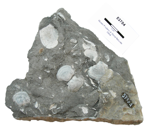 Collezione Rosenfeld