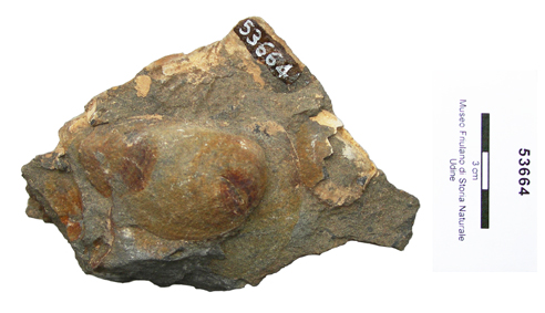 Collezione Rosenfeld