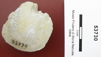 Collezione Rosenfeld