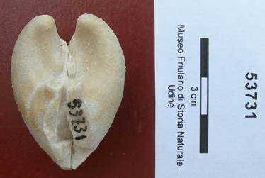 Collezione Rosenfeld