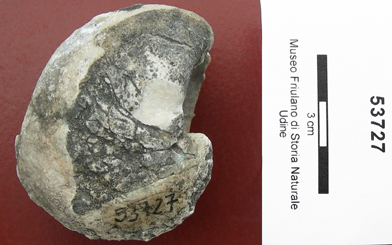 Collezione Rosenfeld