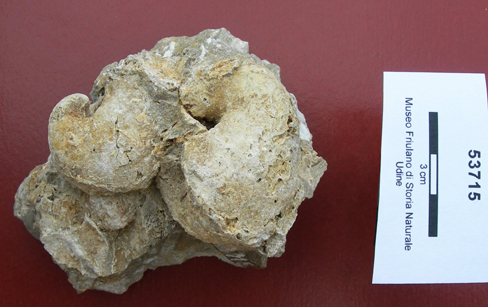 Collezione Rosenfeld