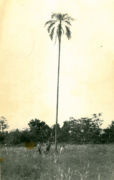 anni 60
